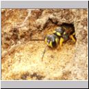 Cerceris arenaria - Sandknotenwespe w09.jpg